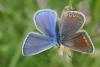 Polyommatus icarus